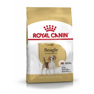 BEAGLE ADULT