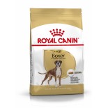 BOXER ADULT