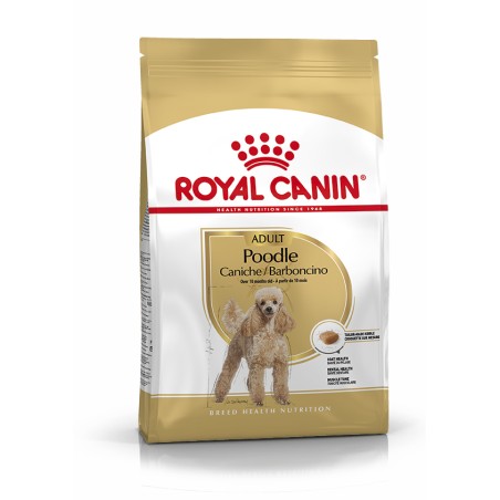CANICHE ADULT