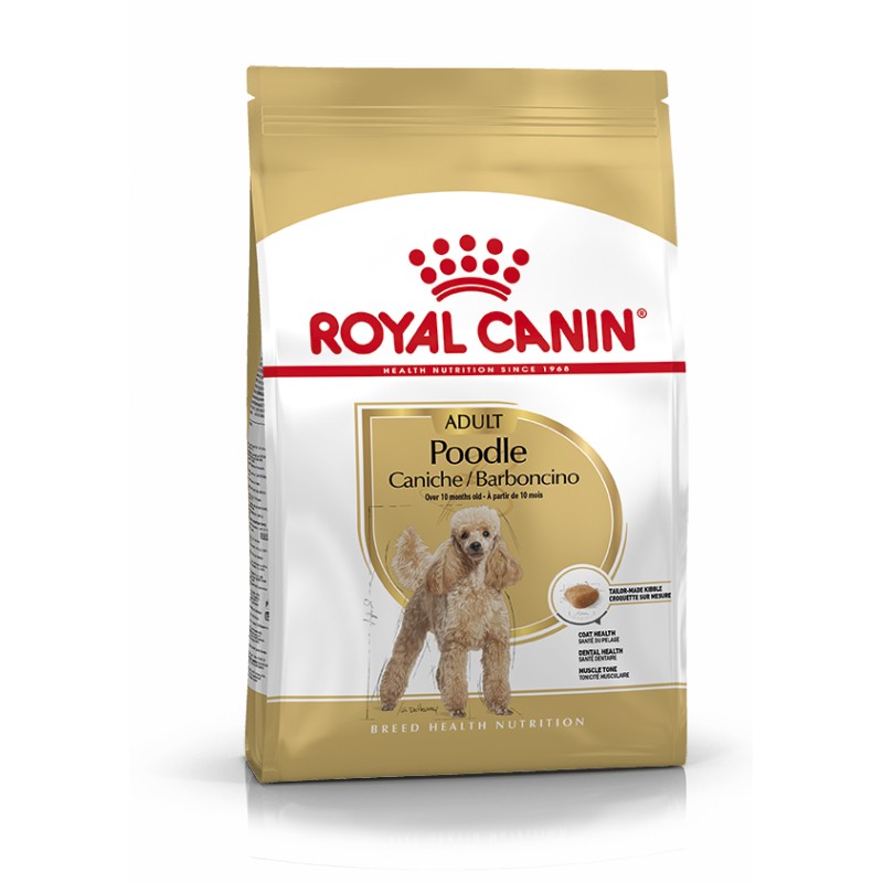 CANICHE ADULT