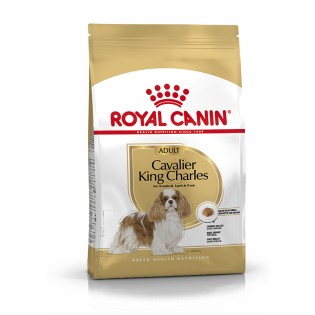 CAVALIER KING CHARLES ADULT