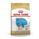 CAVALIER KING CHARLES JUNIOR 1,5KG
