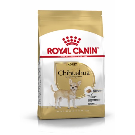 CHIHUAHUA ADULT