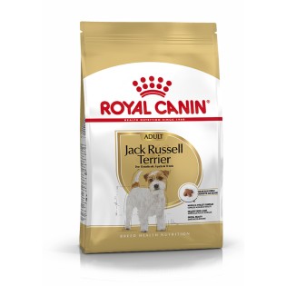 JACK RUSSELL ADULT