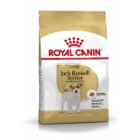 JACK RUSSELL ADULT