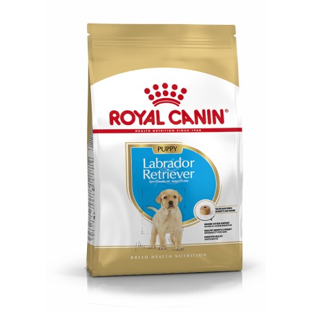 LABRADOR JUNIOR