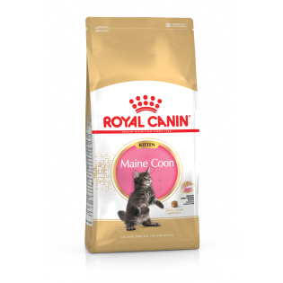 MAINE COON KITTEN