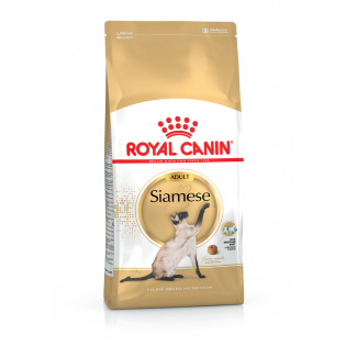 SIAMESE ADULT