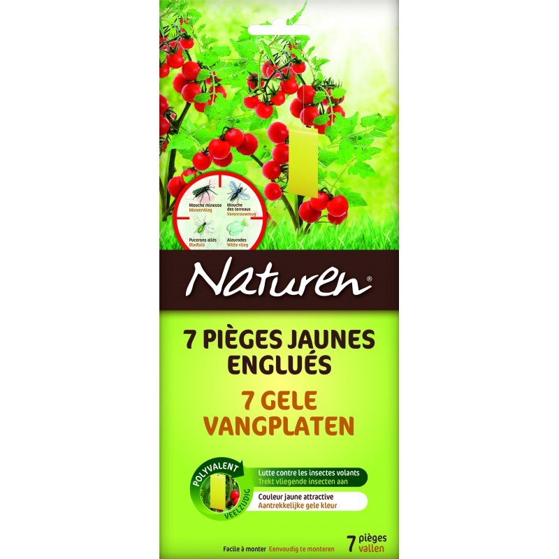 Pièges jaunes englués