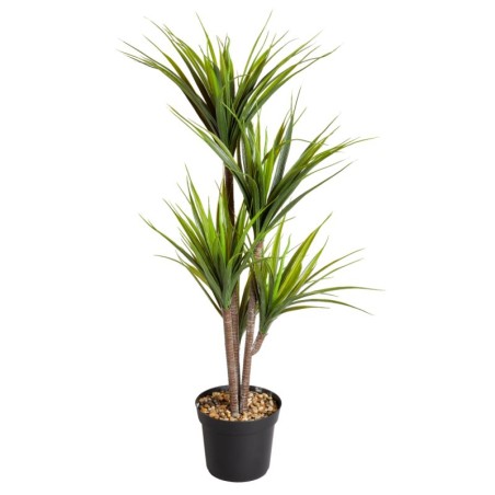 Dragon Tree 104,5 cm