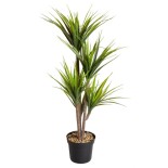 Dragon Tree 104,5 cm