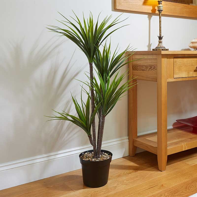 Dragon Tree 104,5 cm