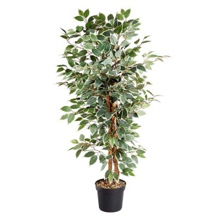 Ficus bicolore 130cm