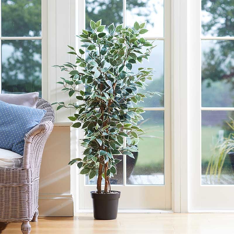 Ficus bicolore 130cm