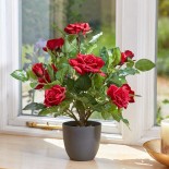 Rosier Ruby Bed