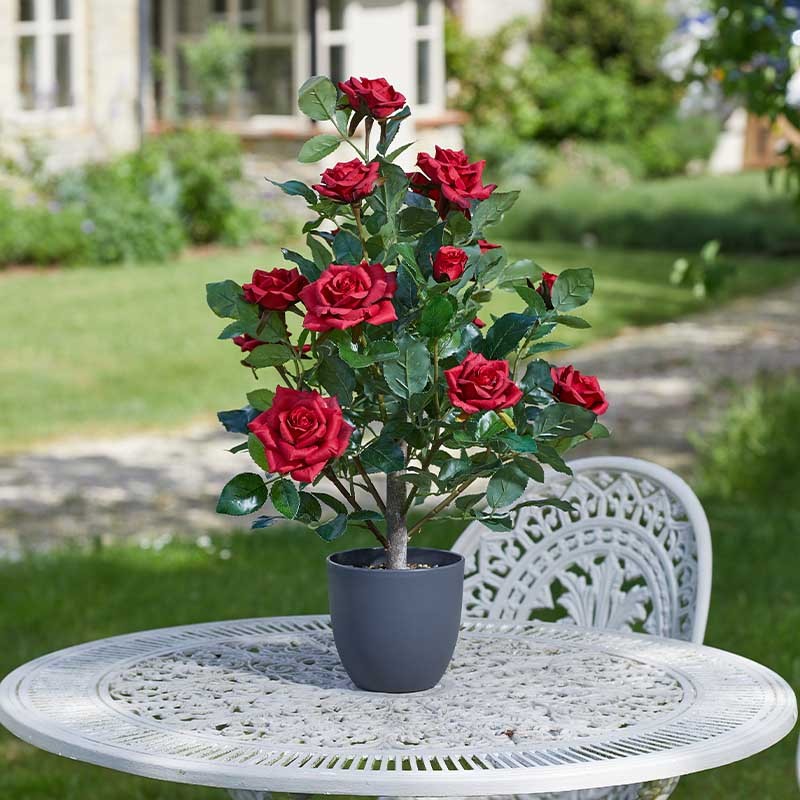 Rosier Ruby Bed