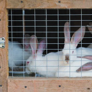 Panneau de Grillage 13mm x 25mm Maille