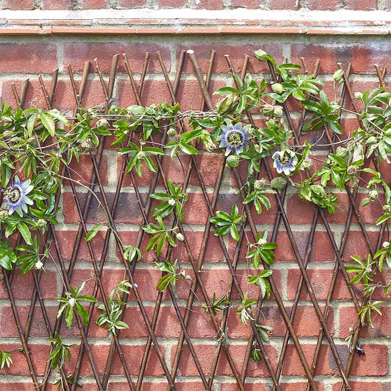 Treillis éventail extensible en saule - 1.8 x 0.9m
