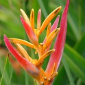 HELICONIA OLYMPIC