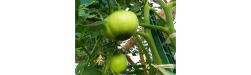 Cul noir de la tomate / nécrose apicale