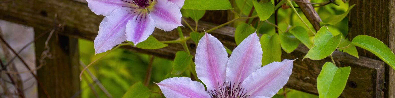 plantes grimpantes